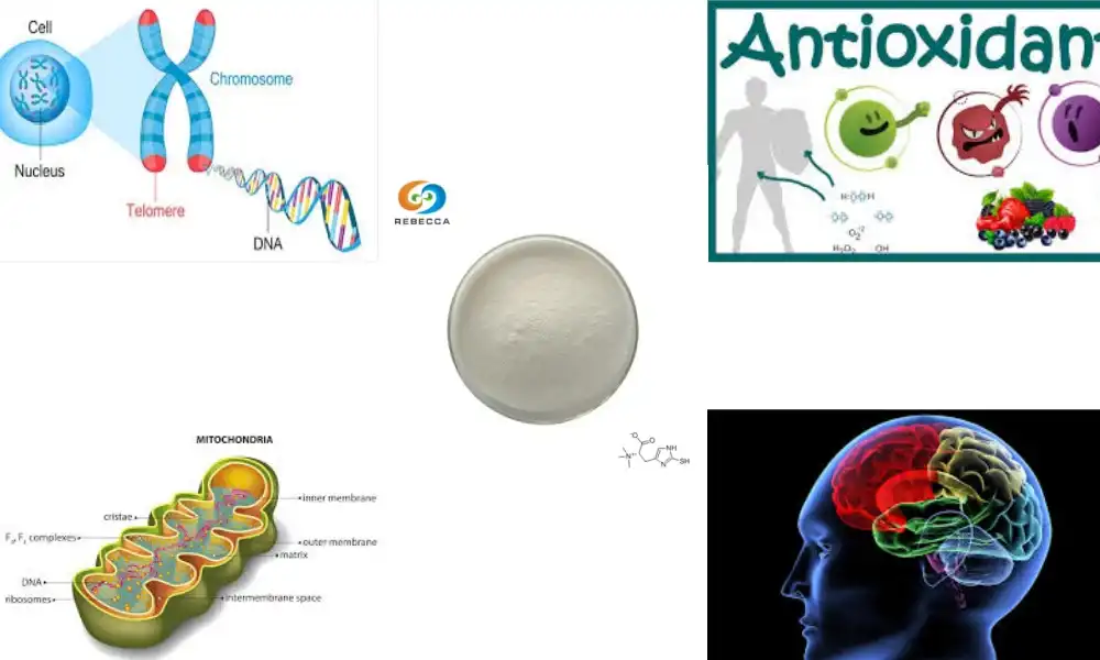 How L-Ergothioneine Powder Supports Healthy Aging?